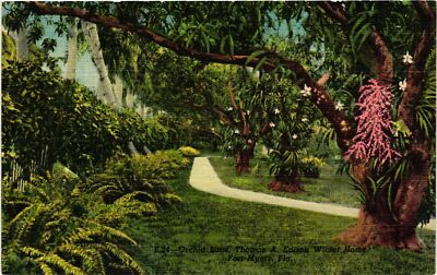 Vintage Postcard- Giant Mango Trees, Edison Estate