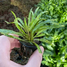 Cryptocoryne Balansae | Aquarium Plants Factory®