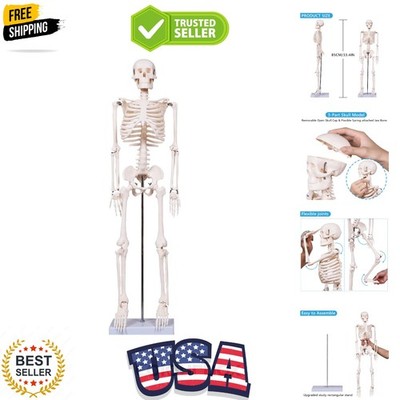 Scientifc Human Skeleton Model for Anatomy, 33.4   Skeleton Model with Metal ...