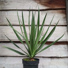 Dracena draco, łącznie 80 cm, doniczka 20 cm