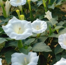 Thompson & Morgan Datura Meteloides Evening Fragrance Garden Plant Shrub
