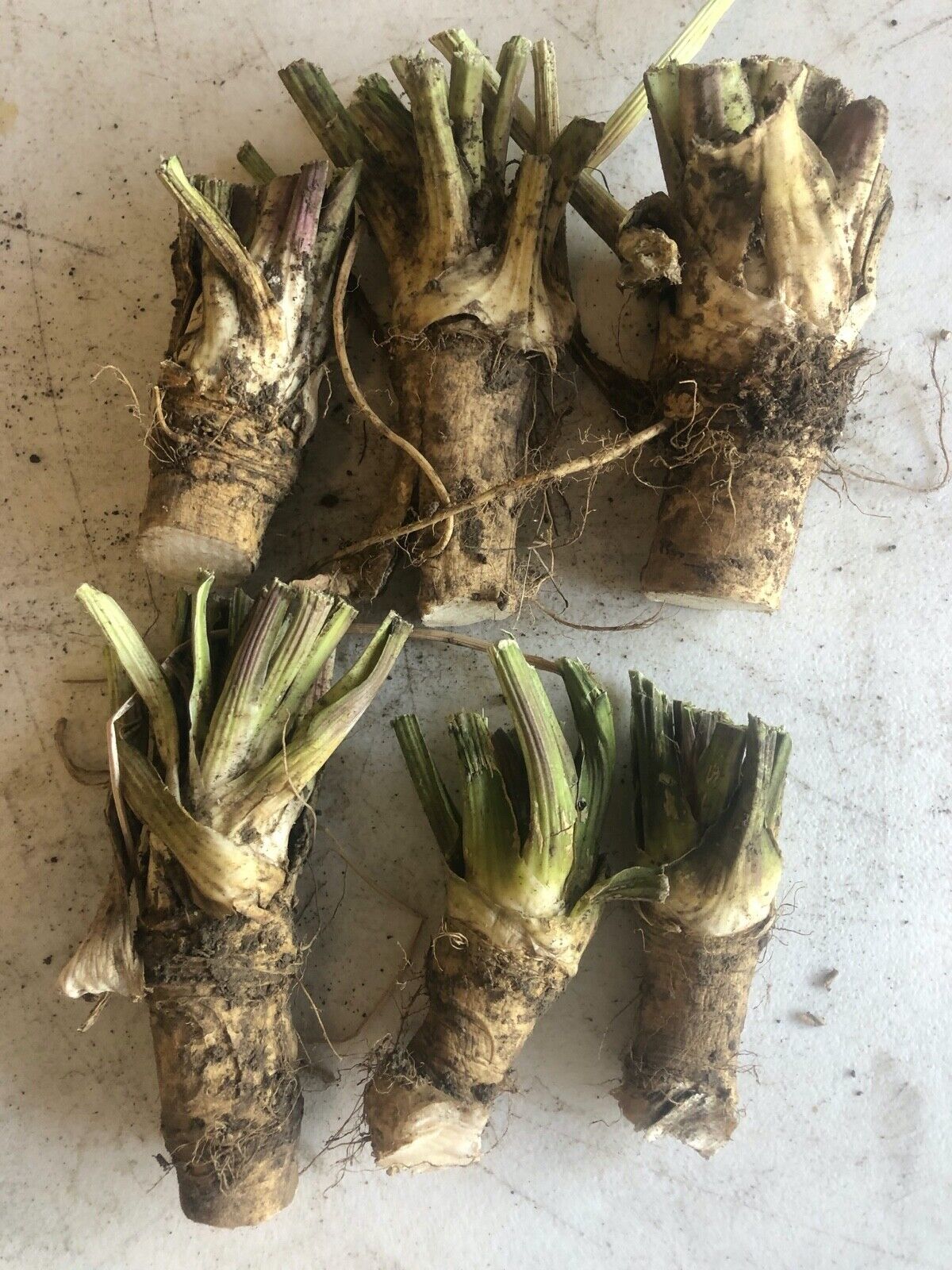 HORSERADISH, ORGANIC: 3 Crowns, 3 Root & fresh root to make Horseradish NOW!