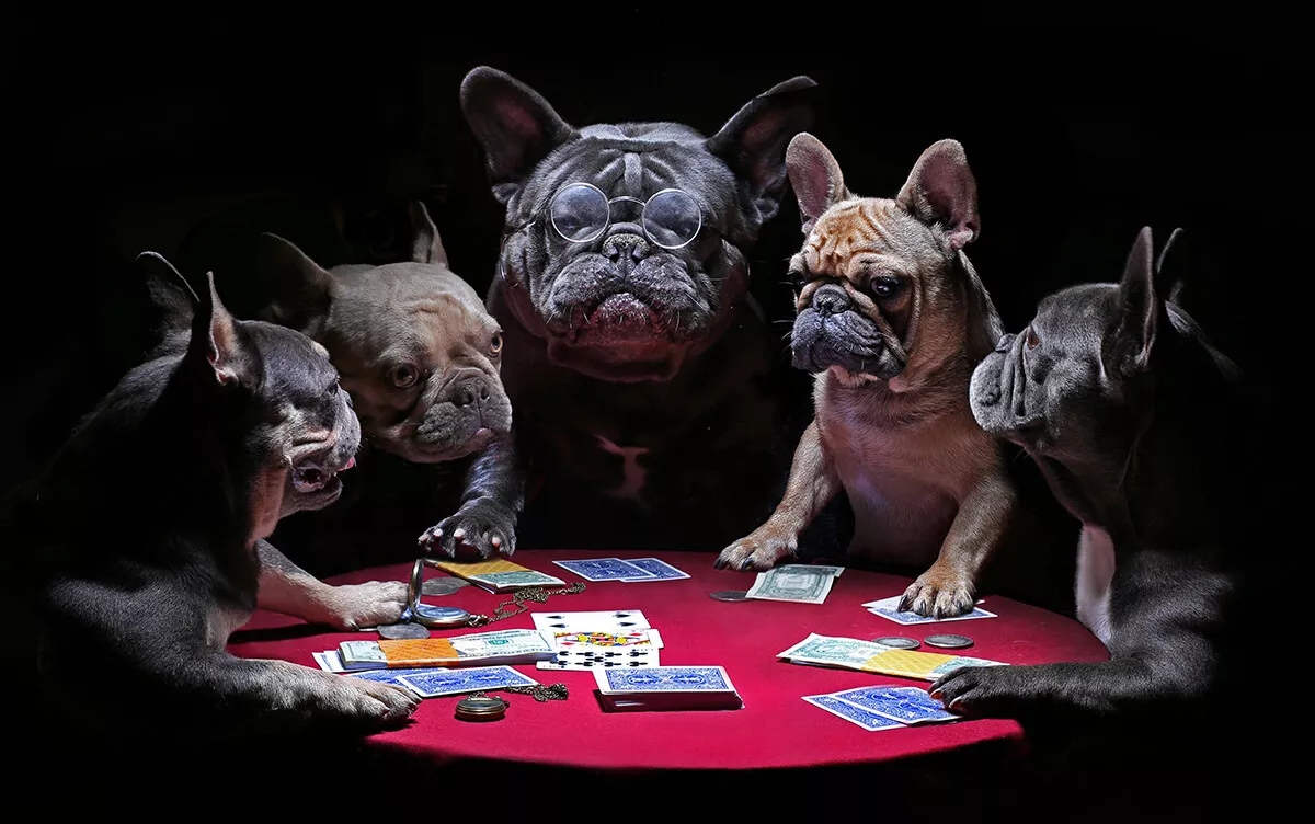 Frenchies playing sale