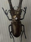 Large Cyclommatus Imperator Prodotto Per Collezionisti In Plaxi-Glass Case 85 mm — photo 2