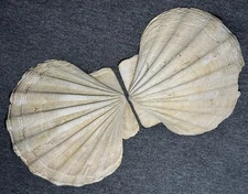 Chesapecten jeffersonius . 101.1mm . Pliocene Yorktown Form. Left & Right valves