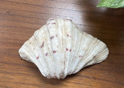Bear Paw Clam Shell Half 7  X 5  Natural Nautical Beach Decor Real Coastal