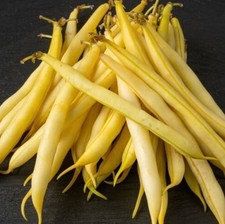 Top Notch Golden Wax Bush Bean - Fresh Seeds - Yellowstringless - Non-gmo Usa Top Notch Golden Wax Bush Bean - Fresh Seeds - Yellowstringless - Non-gmo Usa