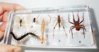 Bee Butterfly Prawn Grasshopper Centipede Spider 6 Arthropod in Resin Set