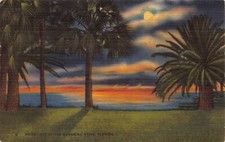 Beautiful Sunshine State Florida Beach Paradise Palm Ocean Vtg Postcard CP374