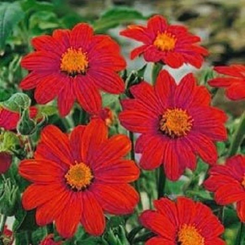 35 + Rot Fackel Mexikanischer Sonnenblumenkerne / Lang Haltend Annual - Bild 1 von 1