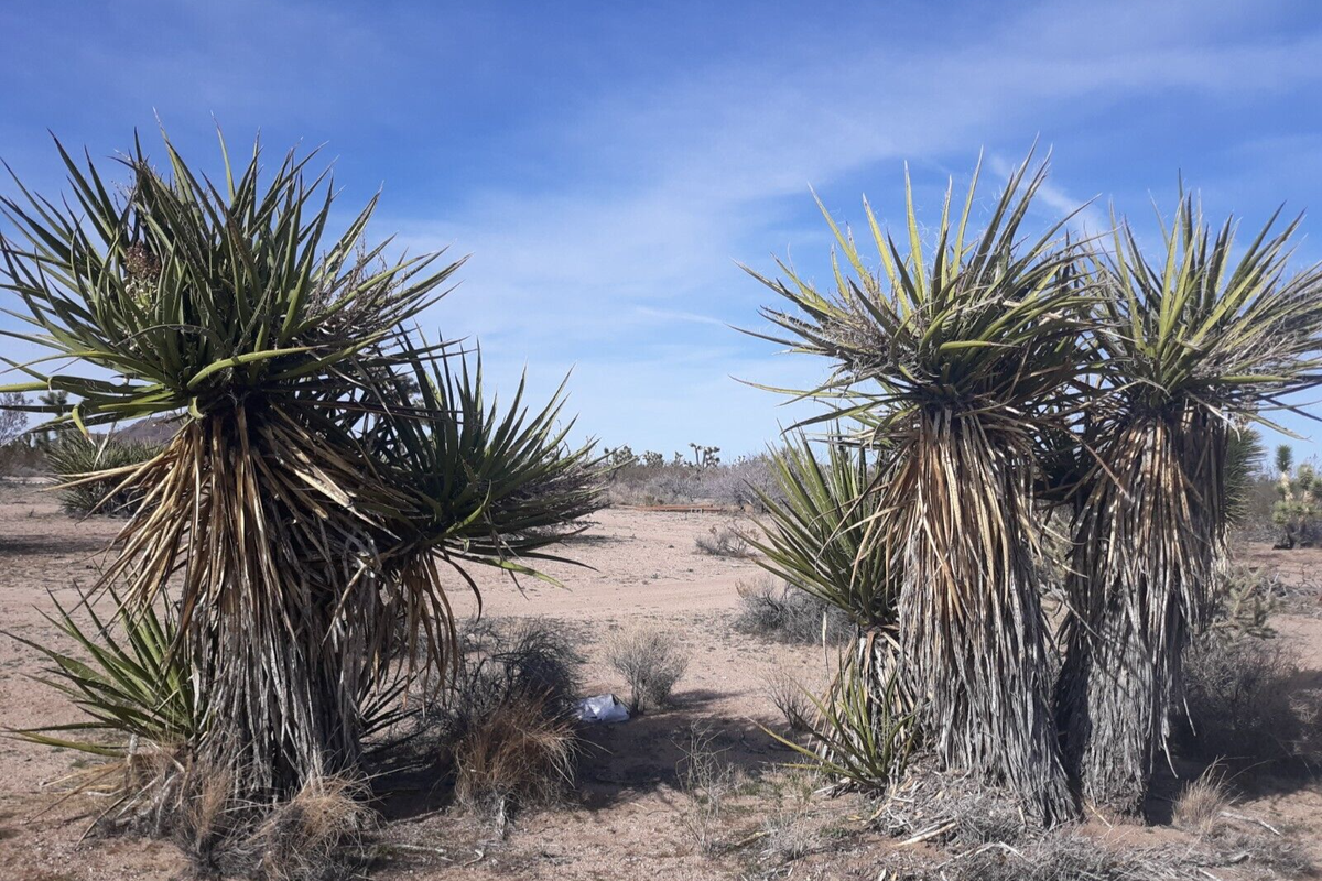 Mojave Yucca Seeds (Yucca Schidigera) - 20seeds - | eBay