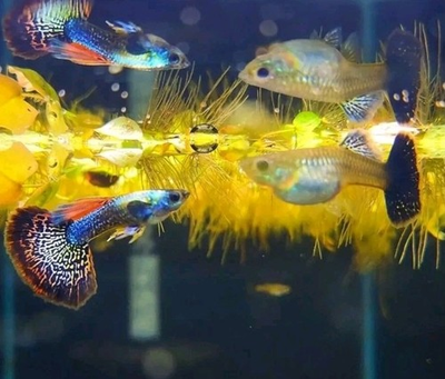 #ad Red Dragon Guppy 5‑Pair Colony Pack — High Genetic Diversity Actively Breeding $127.46