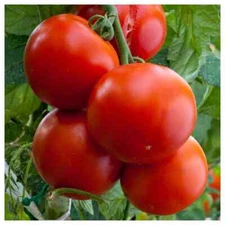 Floridade Tomato Seeds, NON-GMO, Heirloom, Determinate, Hot/Humid, FREE SHIP