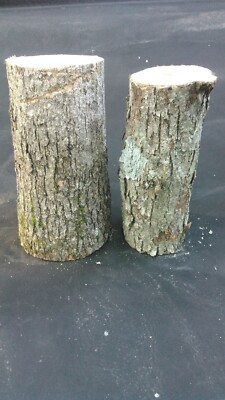 2 Large 12''  White Oak Logs For Growing Mushrooms Shittake Oyster Mushroom  
