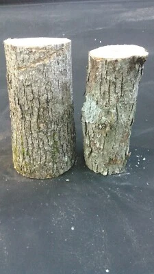 2 Large 12" White Oak Logs For Growing Mushrooms Shittake Oyster Mushroom