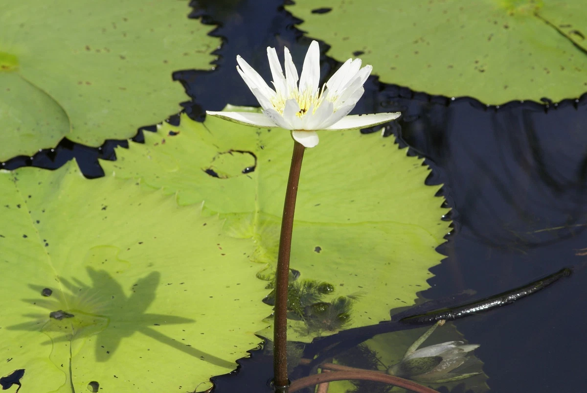 Water Lily Flower Meaning In Bengali Best Flower Site