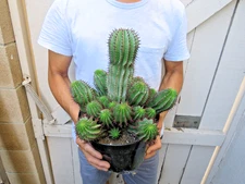 Euphorbia Ceriformis Cactus
