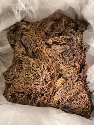 EAST AFRICAN Full Spectrum GOLD, PURPLE & GREEN Wildcrafted Organic Sea Moss
