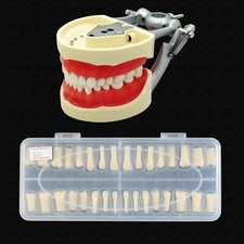 Kilgore Nissin 200 Type Dental Typodont Model Soft Tissue 32 Replacement Teeth