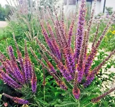 101+LEAD PLANT Seed Native Wildflower Poor Soils Drought Heat Cold Pollinators