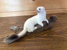 New Weasel On Driftwood Taxidermy. Man Cave Decor 12 By 6