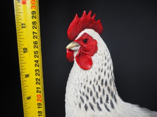 Large Border Fine Arts Studio Birds by Russell Willis White Cockerel 739448 - Picture 11 of 15