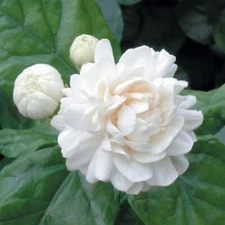 Arabian Jasmine Plant 11" height