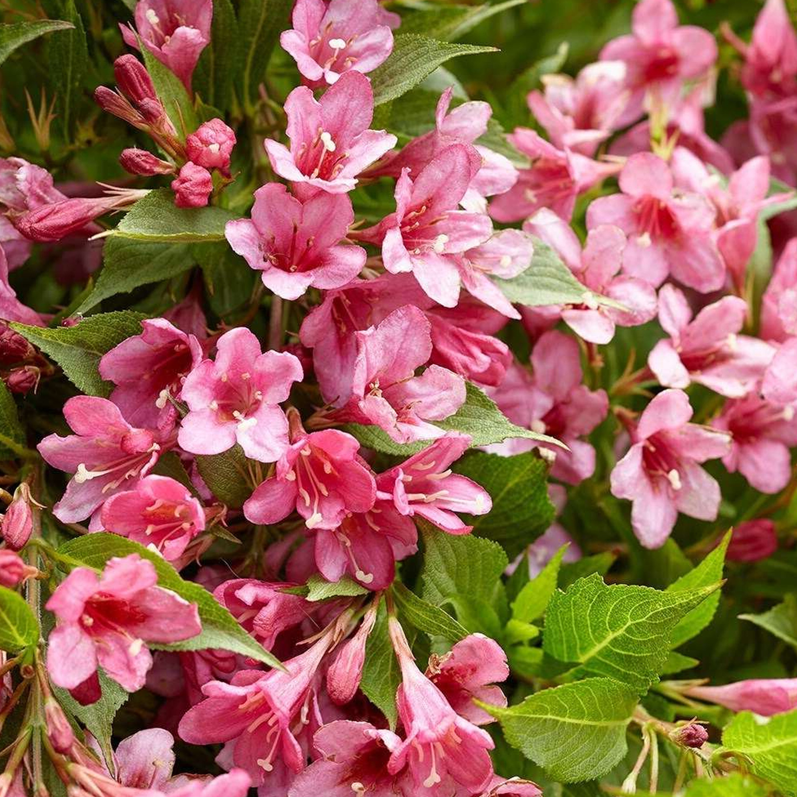 Weigela Picobella Rosa Outdoor Garden Shrub Deciduous Pink Flowering
