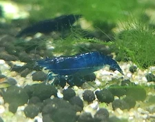 10+1 Ocean Blue Neocaridina Shrimp - REAL SS+ Grade, No Blue Velvets or Dreams!