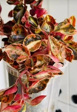 US, ULTRA RARE, Rare Peperomia,  Orange 🍊 Metalic Variegated Peperomia