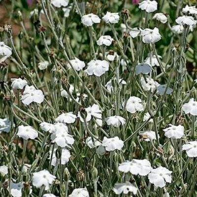 20 graines COQUELOURDE DES JARDINS BLANCHE (Lychnis Coronaria Alba)X226 SEEDS