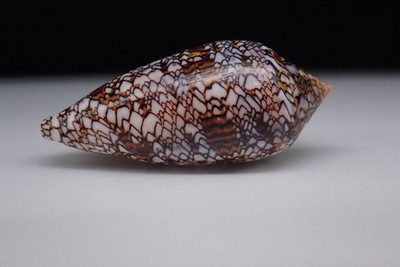 123 - Muscheln - Conus archiepiscopus SP - Madagaskar - 74,6 mm