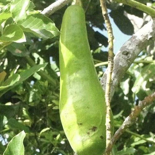 AVOCADO GUIRO LONG NECK SEEDLING LIVE FRUIT TREE 12”24” eBay