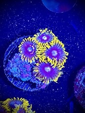 Blueberry fields zoa CK Wysiwyg live coral frag