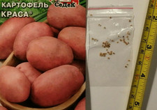 RARE HYBRID POTATO SEEDS - GROW UR OWN HYBRID RED POTATO - THESE ARE SEEDS SEEDS