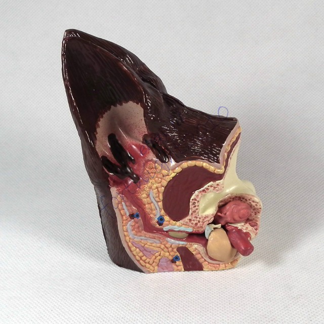 Canine Ear Anatomical Model Veterinary Anatomy Dog vet display teaching