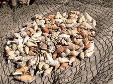 200+ Brown Chula Seashells Sea Shells Best Price 2+ lbs FREE Ship!