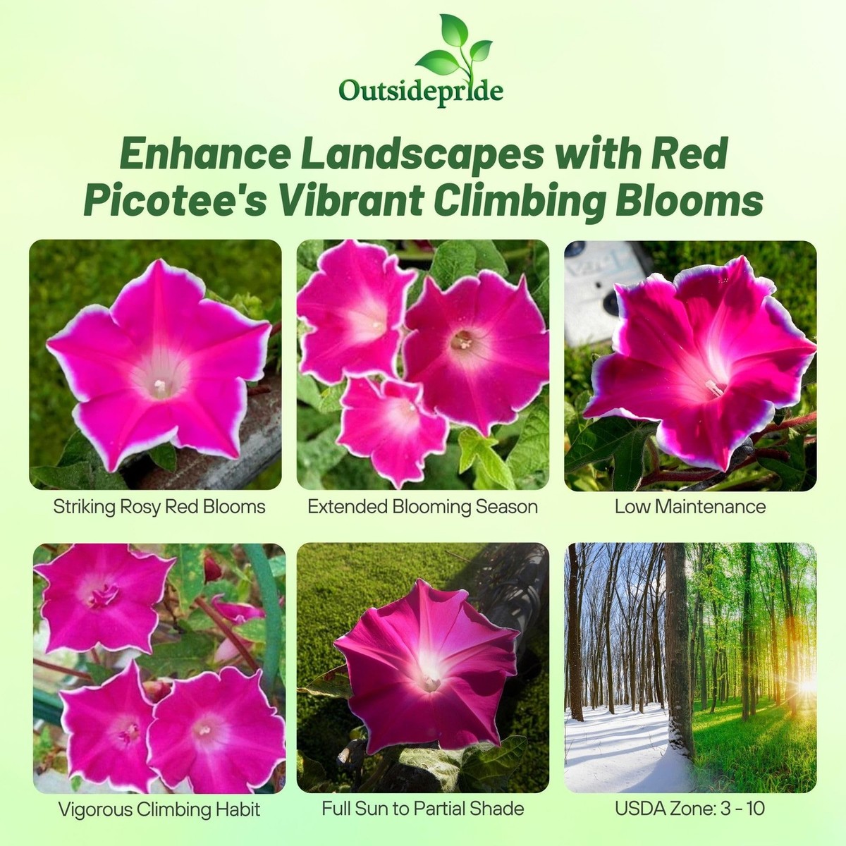 Red Picotee Morning Glory Seeds - 50 Pcs. Annual, Climbing
