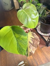 Monstera deliciosa 'Yellow Marilyn'