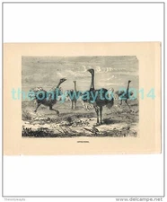 OSTRICHES, AFRICA, Book Illustration, c1883