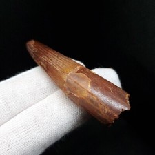 Beautiful Spinosaurus Dinosaur Tooth Fossil 2.4 Inches Morocco