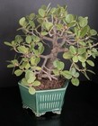 Kifu Ficus microcarpa bonsai round leaf Aerial Roots — photo 8