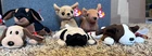 6 TY Beanie Babies Dogs Plush w/ Tags Excellent Condition Vintage Retired