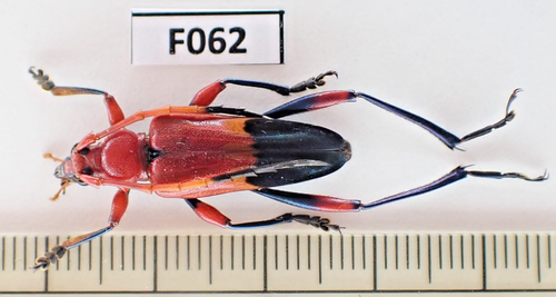 F062. Insekten, Cerambycidae sp. Vietnam Süd - Bild 1 von 2