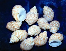 1/2 POUND OF BABYLONIA SPIRATA SEA SHELLS 1-1/2 to 2"  BEACH CRAFT