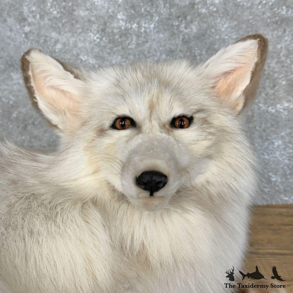 iku★定価14万★FOXEYスノーホワイトフーディストール フォックスF 28801 P | White Phase Cross Fox Taxidermy Mount For Sale | eBay