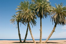 10 semi di palma da dattero cretese Phoenix teophrasti semi di palma  