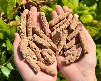 RARE Natural Fulgurite Crystals, 2-3'' Choose How Many (Petrified Lightning)