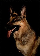 German Shepherd Dog Alsatian vintage postcard b443