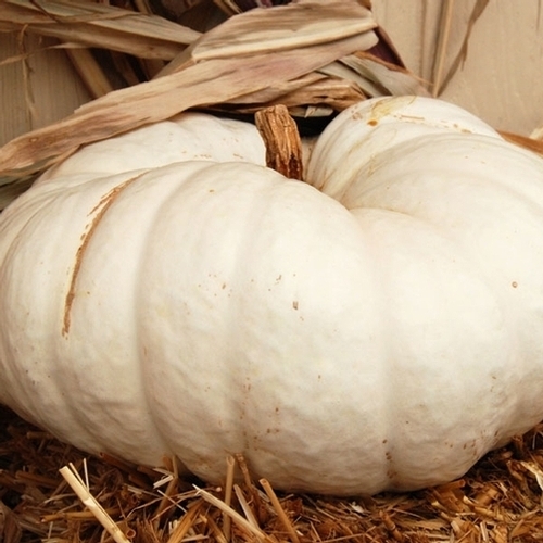 Pumpkin FLAT WHITE BOER FORDPumpkin SeedsSOUTH AFRICAN HEIRLOOMMin 8 SEEDS eBay